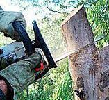 Silt, CO Tree Services Company