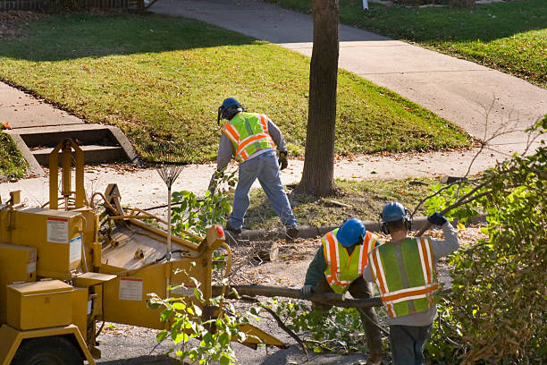 How Our Tree Care Process Works  in  Silt, CO